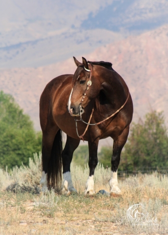 Quarter Horse Gelding for Sale in Millersburg, Ohio — 5 yrs, 15 hh