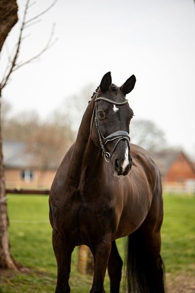 Hanoverian Gelding for Sale in Blender, Lower Saxony — 9 yrs, 17 hh