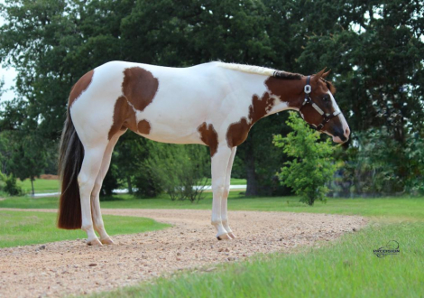 American Paint Horse Mare for Sale in New Ulm, Texas — 2 yrs, 15.1 hh