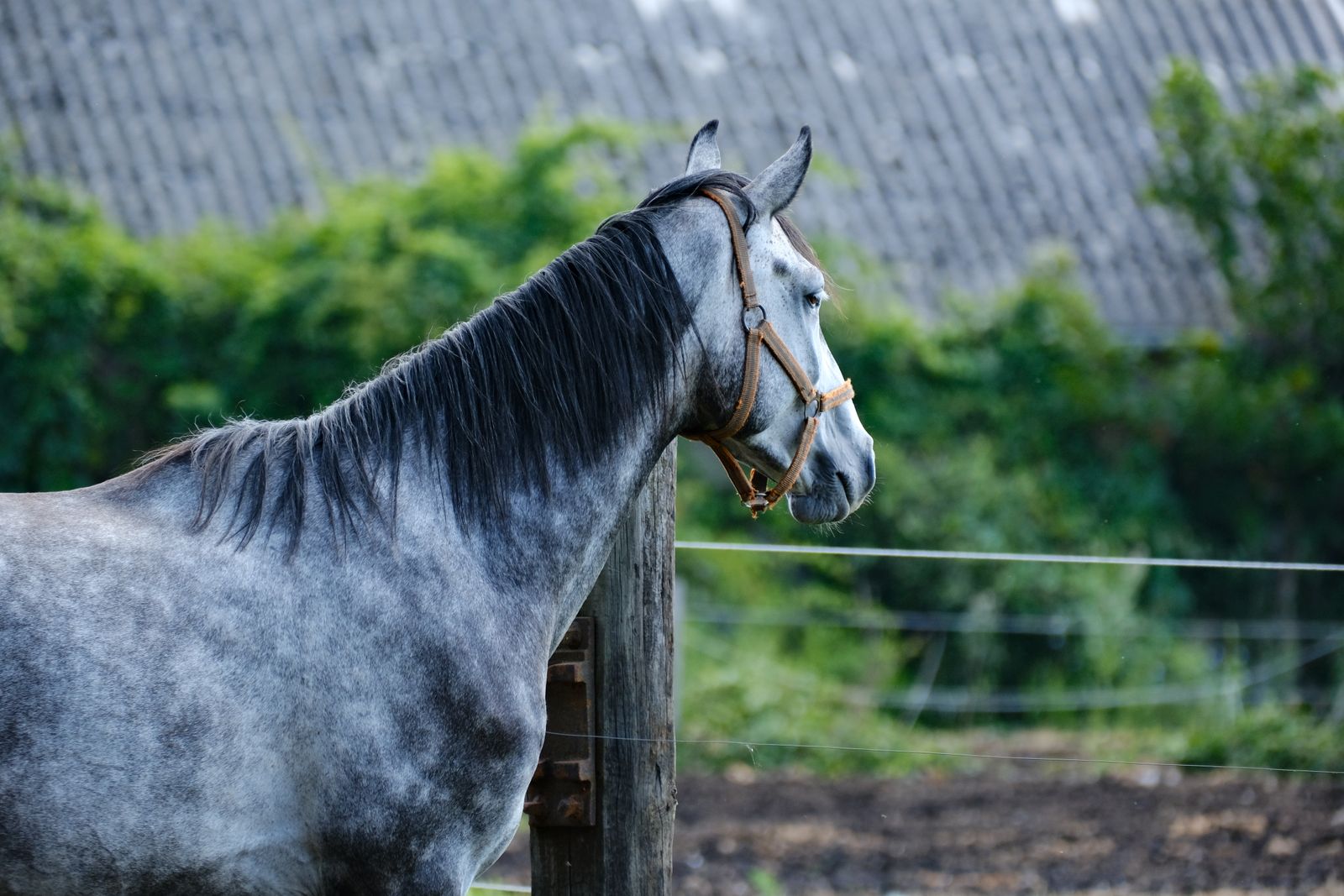 Dutch Warmblood Gelding for Sale in Wellington, Florida — 9 yrs, 17 hh