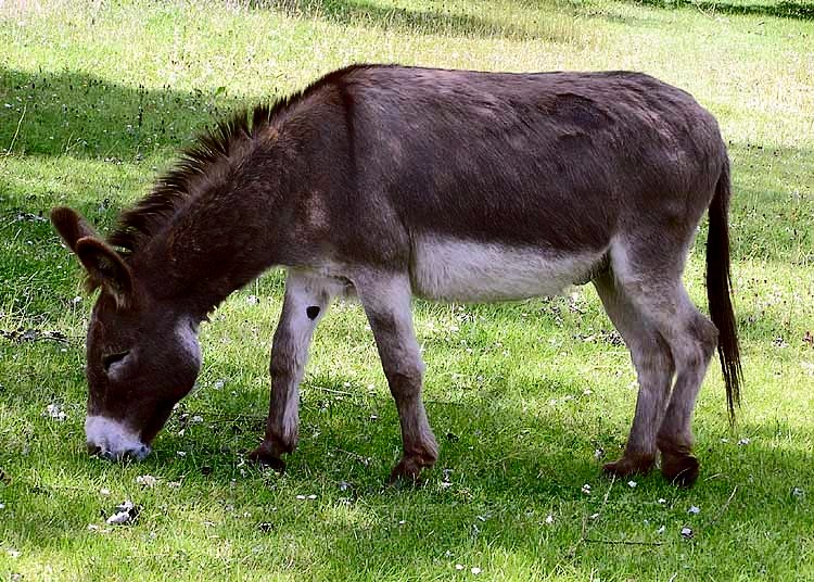Standard Donkey Jennet for Sale in Murfreesboro, Tennessee — 6 yrs, 10.2 hh