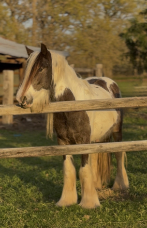 DC Tinkerbells Peter Pan, Buckskin Gypsy Vanner Horse Stallion, Gypsy Stallion in Scurry, Texas