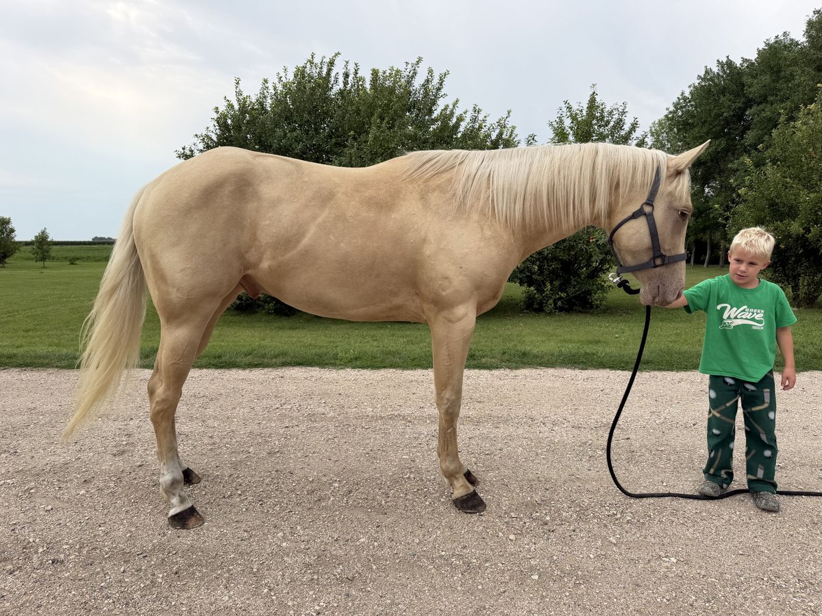 Quarter Horse Gelding for Sale in Warren, Minnesota — 3 yrs, 16 hh