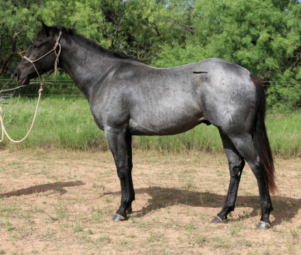 Quarter Horse Gelding for Sale in Winters, Texas — 2 yrs