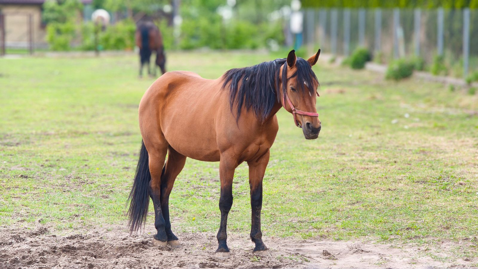 Thoroughbred Mare for Sale in Ontario — 7 yrs, 16.2 hh