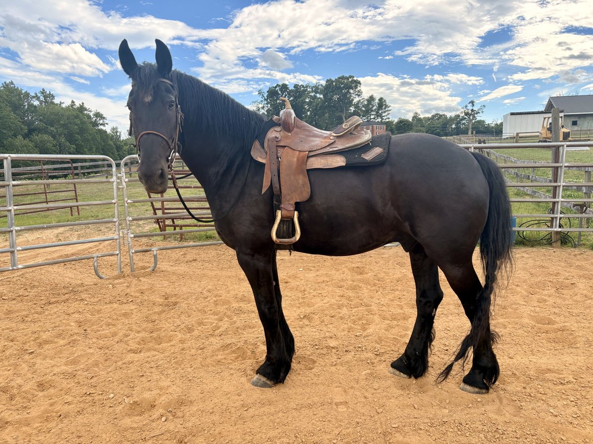 Friesian Gelding for Sale in Stanardsville, Virginia — 10 yrs, 16 hh