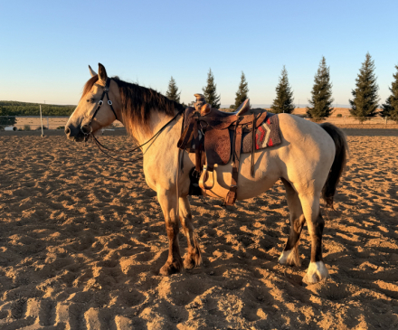 Gypsy Vanner Mare for Sale in Denair, California — 15 yrs, 15.2 hh