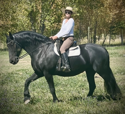 Friesian Mare for Sale in Tehachapi, California — 10 yrs, 16.1 hh