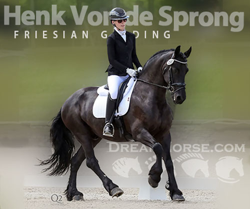 Friesian Gelding for Sale in Marlborough, Connecticut — 9 yrs, 16 hh