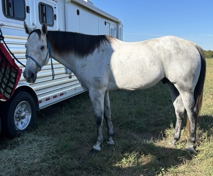 Quarter Horse Gelding for Sale in Quinlan, Texas — 7 yrs, 16.1 hh