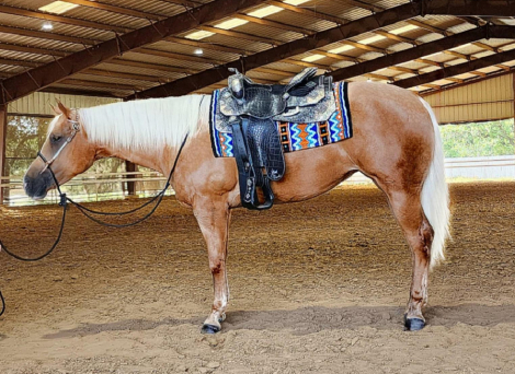 Quarter Horse Mare for Sale in Port Arthur, Texas — 4 yrs, 15.1 hh