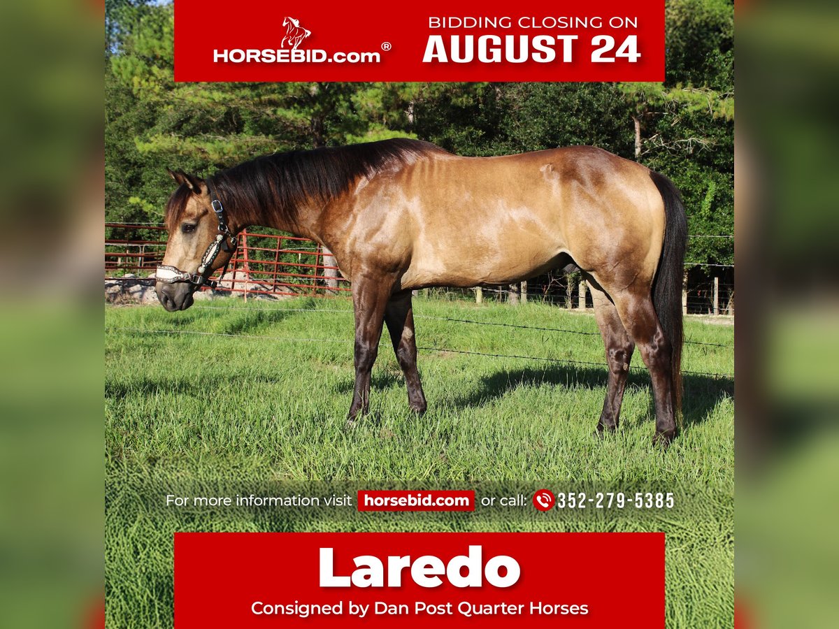 Quarter Horse Gelding for Sale in Brooksville, Florida — 10 yrs, 15 hh