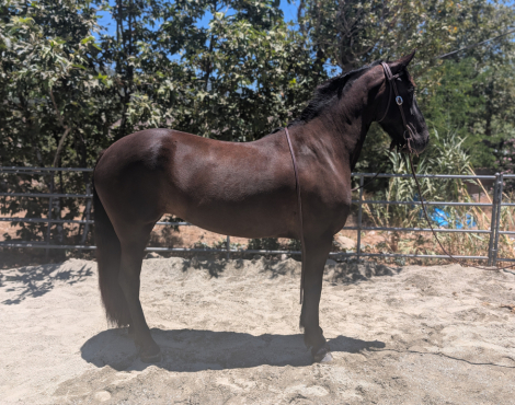 Friesian Mare for Sale in San Bernardino, California — 5 yrs, 16.2 hh