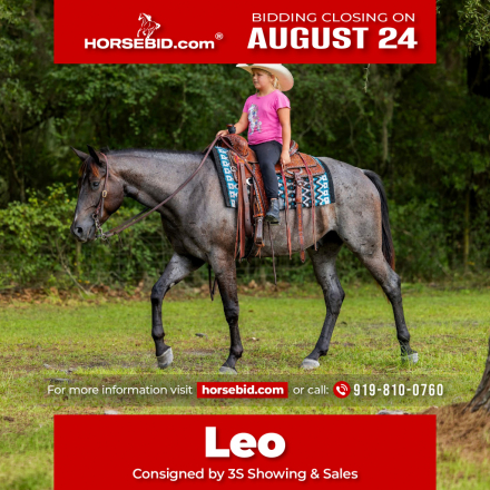 Quarter Horse Gelding for Sale in Ocala, Florida — 4 yrs, 15.2 hh
