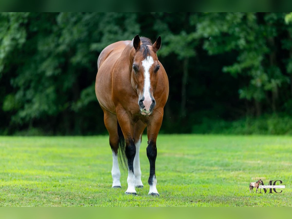 Quarter Horse Gelding for Sale in North Bloomfield, Ohio — 10 yrs, 15 hh