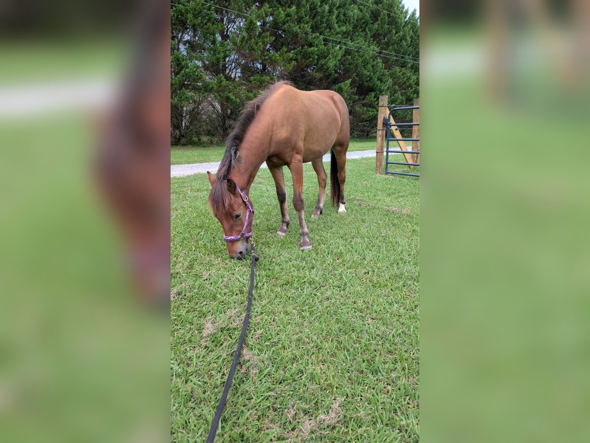 Quarter Pony Gelding for Sale in Mount Pleasant, North Carolina — 2 yrs, 13 hh
