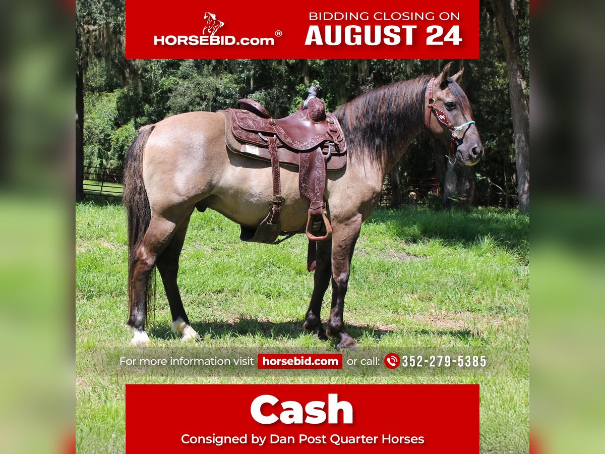 Quarter Horse Gelding for Sale in Brooksville, Florida — 14 yrs, 14.2 hh
