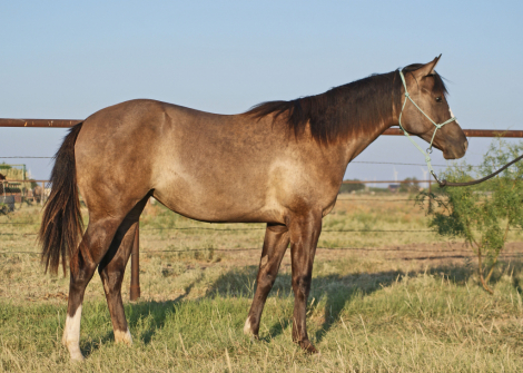 American Paint Horse Foal for Sale in Abilene, Texas — born April 2025