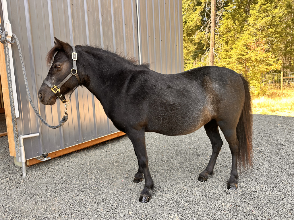 Miniature Horse Mare for Sale in Appleton, Washington — 15 yrs, 9 hh