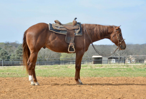 Quarter Horse Gelding for Sale in Whitesboro, Texas — 3 yrs, 15.1 hh