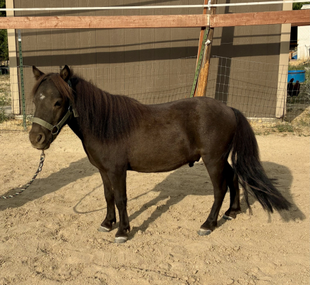 Miniature Horse Gelding for Sale in Boise, Idaho — 2 yrs, 7.3 hh