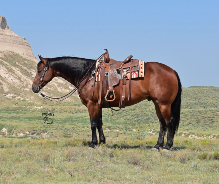 Quarter Horse Gelding for Sale in Bayard, Nebraska — 5 yrs, 15 hh