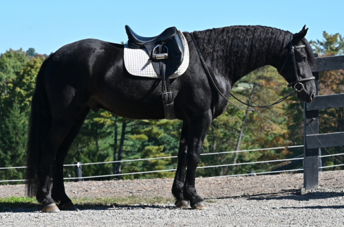 Friesian Cross Gelding for Sale in Millersburg, Ohio — 4 yrs, 16.1 hh