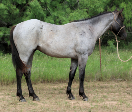 Quarter Horse Foal for Sale in Winters, Texas — born April 2024