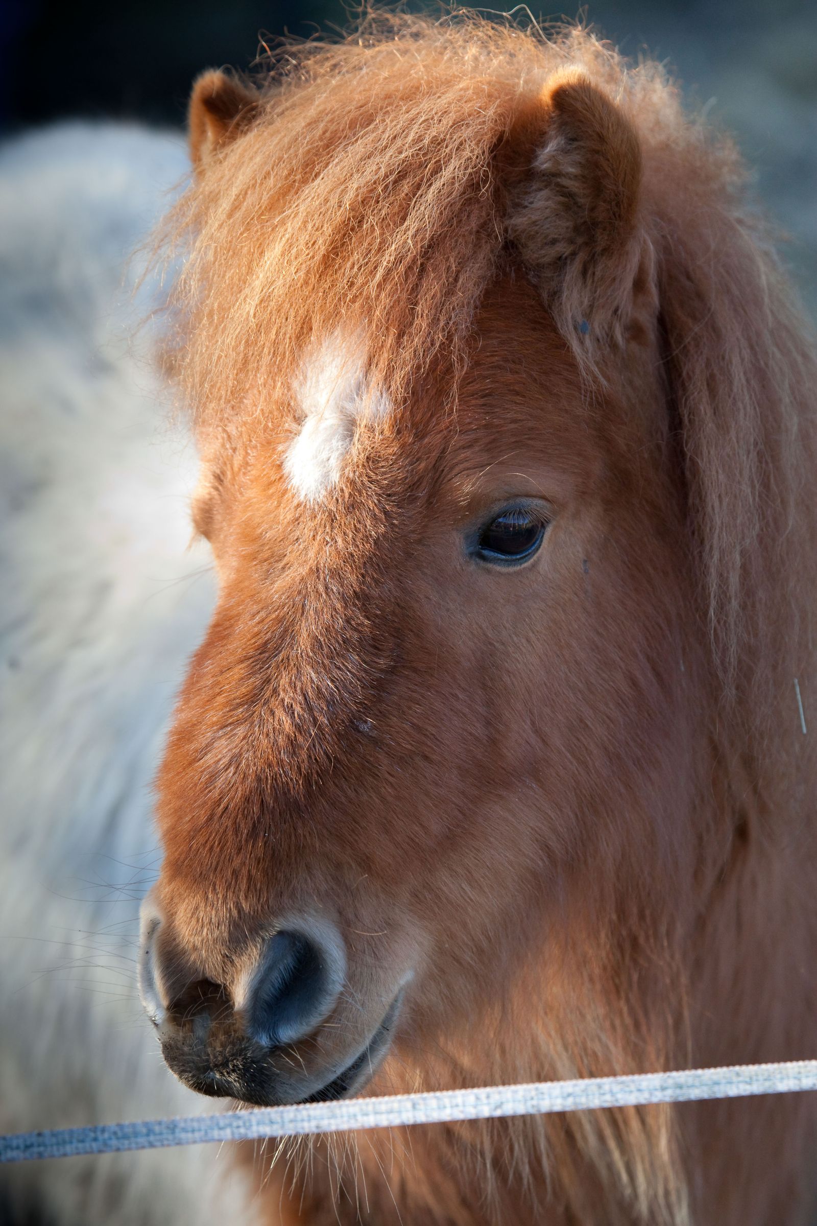 Shetland Pony Mare for Sale in Lancaster, Pennsylvania — 14 yrs, 10.1 hh