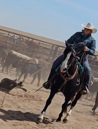 Pinto Gelding for Sale in Wheatland, Wyoming — 5 yrs, 15.1 hh
