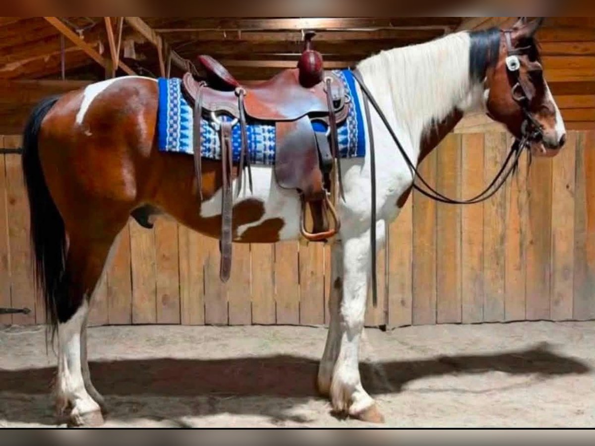 American Paint Horse Gelding for Sale in Fountain Inn, South Carolina — 9 yrs, 15 hh