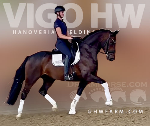 Hanoverian Gelding for Sale in Cape Coral, Florida — 4 yrs, 16 hh