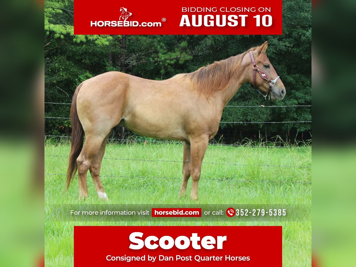 Quarter Horse Gelding for Sale in Brooksville, Florida — 4 yrs, 14.2 hh